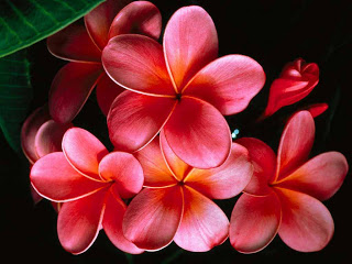 Tropical flowers screen saver