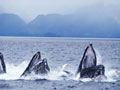 Free Humpback Whales Screensaver