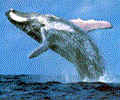 Free Whales Screensaver