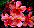 Tropical flowers screen saver