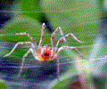 Spider Phobia Screensaver