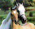 Free Graceful Horse Screensaver