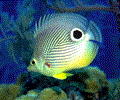 Free Marine Aquarium Screensaver