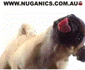 Licking Dog Screen Cleaner Screen Saver